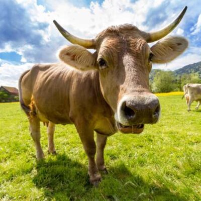 Zaunposter & Gartenposter „Kuh“ – wetterfestes Outdoor-Poster aus Polyester | UV-beständig, PVC-frei & rostfreie Ösen | ca. 300 g/m²