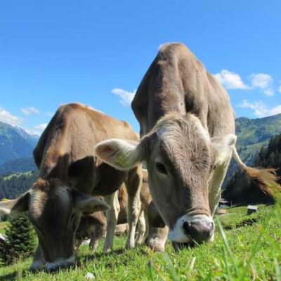 Zaunposter & Gartenposter Alpen-Kühe – wetterfestes Outdoor-Poster aus Polyester | UV-beständig, PVC-frei & blickdicht | 300 g/m²