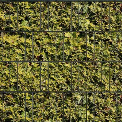 Lebensbaum Gelb – Beidseitig bedruckter Sichtschutz für Doppelstabmattenzaun | 26 m Rolle | UV-beständiger & wetterfester Sichtschutz in Pflanzenoptik