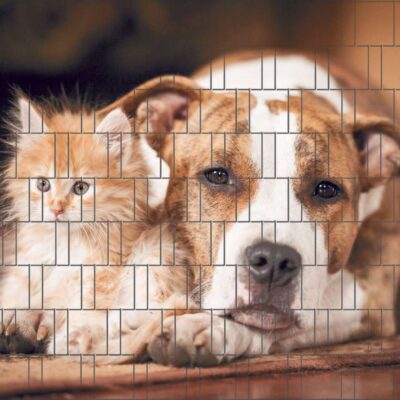 Hund & Katze – Bedruckter Zaunsichtschutz für Doppelstabmattenzaun | 2,50 m × 1,80 m | UV-beständig, wetterfest & blickdicht | Hochwertige Motiv-Sichtschutzstreifen aus PES
